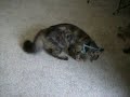 Shani the tortoiseshell cat plays string and stick Shani the tortoiseshell cat plays string and stick