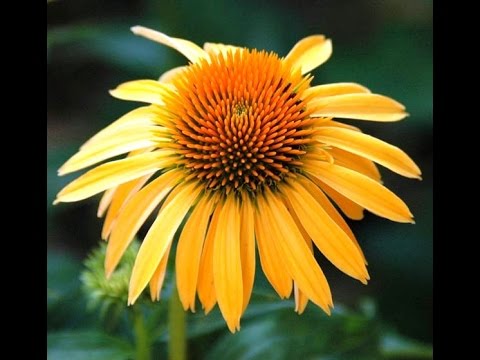 how to harvest and use echinacea