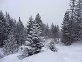 Lienz snow shoe