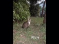 Il Felino Natale 2007