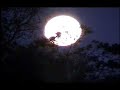 Moonlight Sonata-Sonata ao Luar-1�
