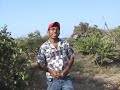 MINEROS AGRICULTORES (SULLANA - TAMBOGRANDE)