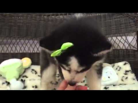 Beautiful Black and White Siberian Husky