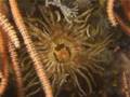 videos de Antarctic Underwater Expedition - parte 2