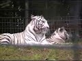 White tiger ? Tigre blanc ? Bia?e tygrysy