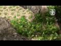 The advanced plant aquarium, Tropica Aquarium Plants