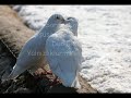 Enver Kilicer-Sesli ?iir Enver Kilicer-Sesli ?iir