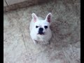 Mi bulldog francés lulu hablando y llorando