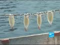 Japanese fishermen strike against rising fuel prices