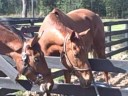 Ahsia and Hendy become friends