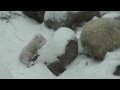 Polar bear cubs first day in the snow - YouTube
