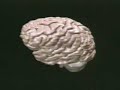 Language Processing in the Brain