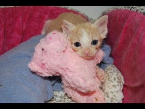 Kitten Cuddle Room - Under The Sea Kittens - Orphaned Foster Kittens