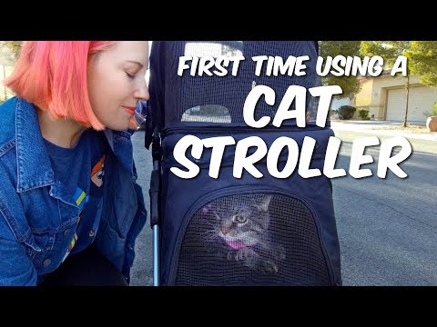 We Got A Cat Stroller!