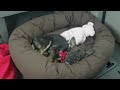 October 14th 2009 - Kali & Lil Miss Distemper Documentation