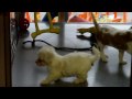 cuccioli 2
