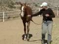 Primera, Trakehner filly by Aul Magic ox