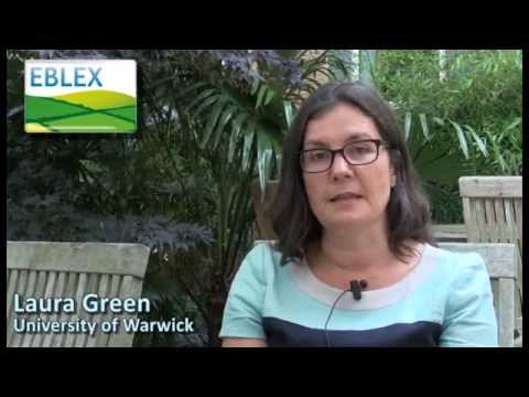 how to treat mastitis in ewes
