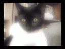 Jack and his Human are back and this time with MUSIC!Intro Song: Good Morning Kitty Wizard!Second Song: Fairwell My Friend/Safe Travels Till We Meet Again!More TO COME SOON!@All Background Music and Sound Effects Are Copy Right FREEJOIN THE TWITTER MANIA!!! http://twitter.com/JPaulJ52