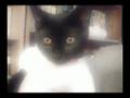 videos de Jack The Kitty Wizard: THE MUSICAL 1 of ??