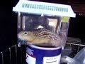 13lined-ground-squirrel.html