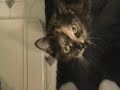 Dookie and Billie Joe (They're Cats) Not Green Day