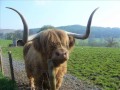 L'Ecosse, viedo conf