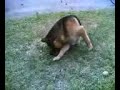 Roope