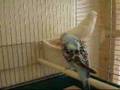 2 of the budgie chicks, Sooty and Sweep, all grown up.