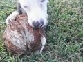 Hercules Vs a Coconut