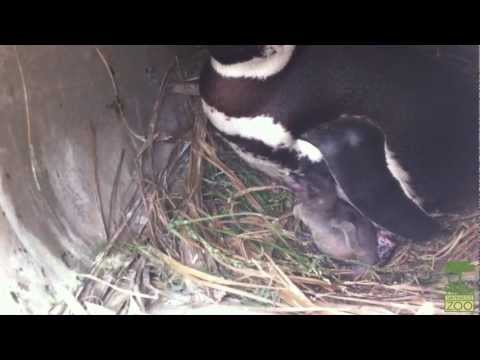 See video