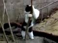 Gata en caño