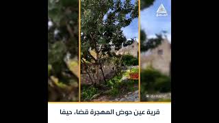 شاهد| إطلالة على قرية عين حوض المهجرة قضاء مدينة حيفا.