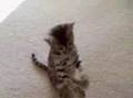 My-new-Bengal-kitten