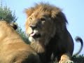 A nap with Lions