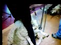 Gavin Mutch shearing sheep