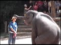 Elephants Chiang Mai