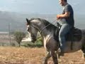Cavallo anglo-arabo(seconda parte)