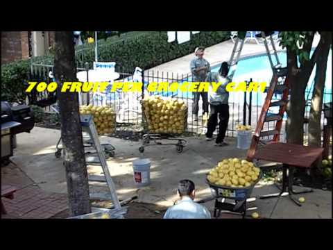 how to harvest grapefruit