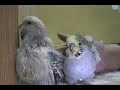 See Video