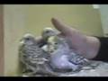 Baby Budgies