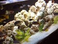 AFRICAN CICHLIDS