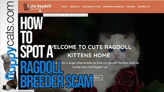 How to Spot a Kitten Scam Online: Ragdoll Kitten Scams