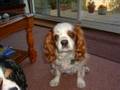 Cavalier King Charles Spaniel Tribute To Barney
