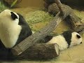 Pandababy Fu Long`s cute adventures (1)