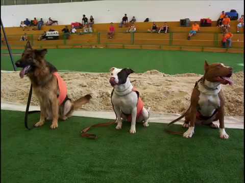 YouTube Трейлер