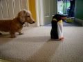 Funny Little Dog Plays With Toy Penguin