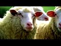 The Brave Heart Sheep!