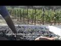 Harvest in Napa Valley. Ehlers Estate