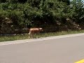 Vanceburg Ky to Portsmouth Ohio Hot Rod road trip